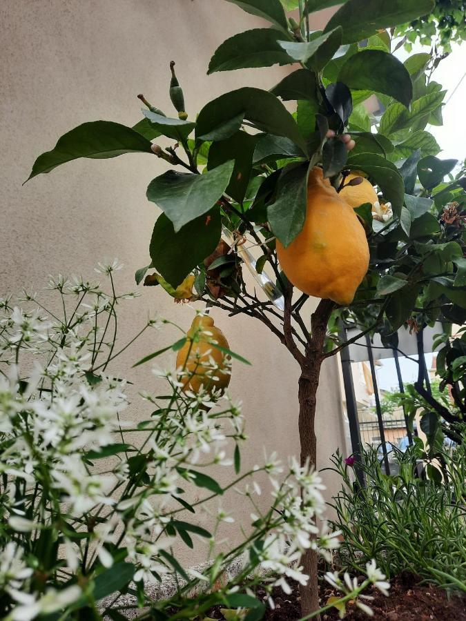 Residence Il Capodoglio Ρίμινι Εξωτερικό φωτογραφία